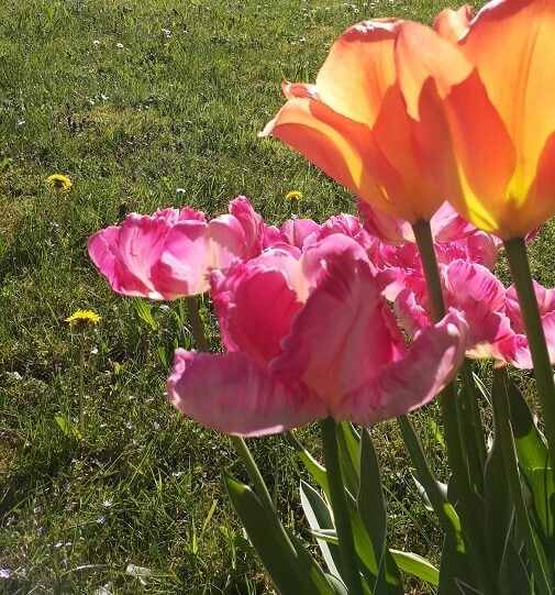 Tulpe